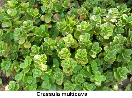 Crassula multicava.jpg